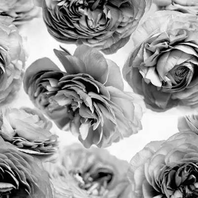 Summer Wind, Black and White pattern image