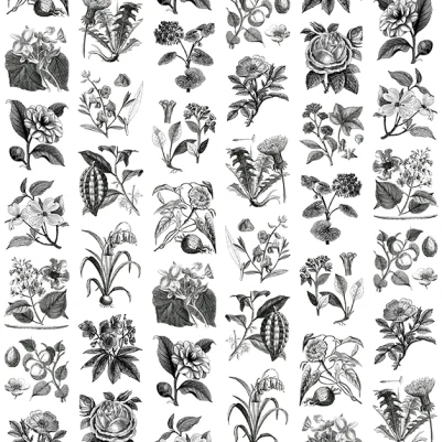 Fruit & Flora pattern image