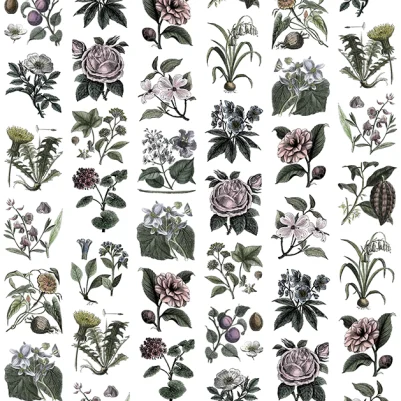 Fruit & Flora, Color pattern image