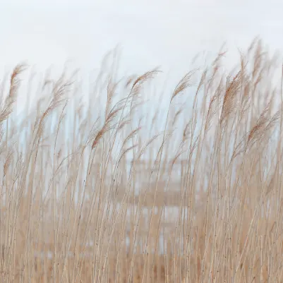 Swaying Reed pattern image