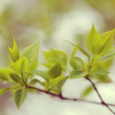 Green Leaves pattern image