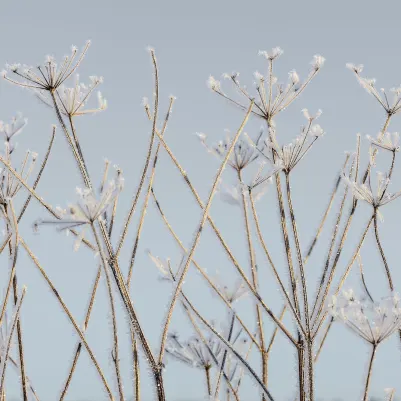 Frostwork pattern image