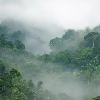 Misty Forest pattern image