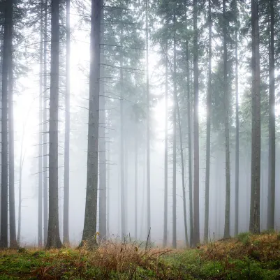 Forest Glade pattern image