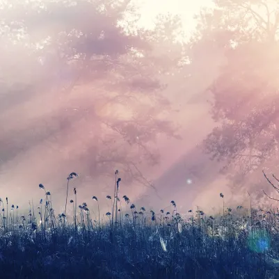 Pink Dawn pattern image