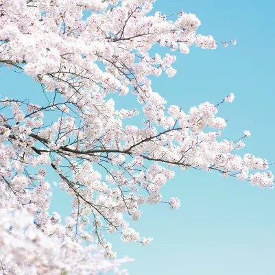 Cherry Tree pattern image