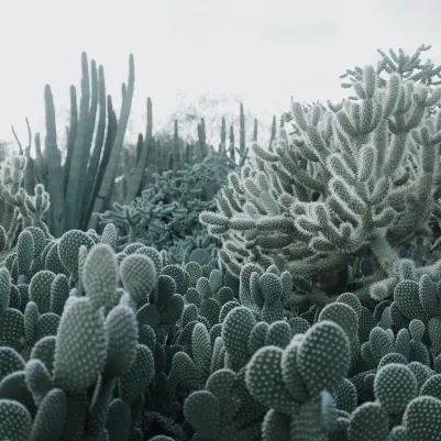 Cacti pattern image