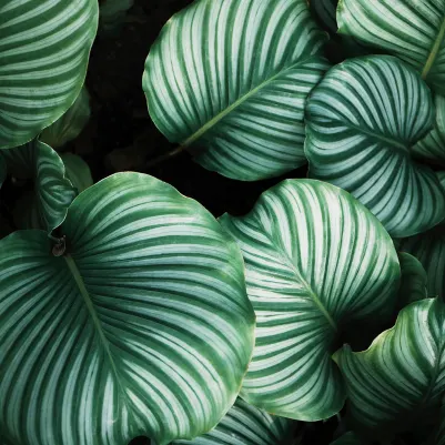 Beetle Valley pattern image