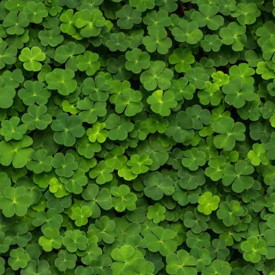 Clover pattern image