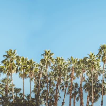 Riviera Daydream pattern image
