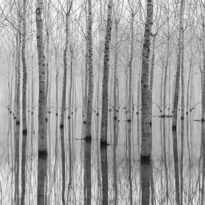 Birch Echo pattern image