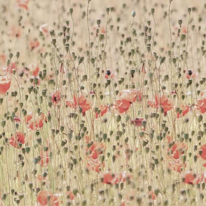 Poppies pattern image