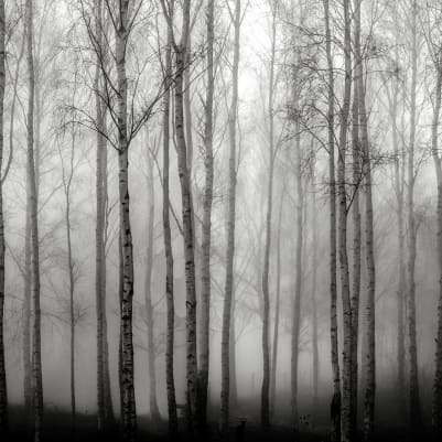 Birch Fog, Black & White pattern image
