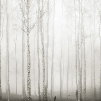Birch Fog, White pattern image