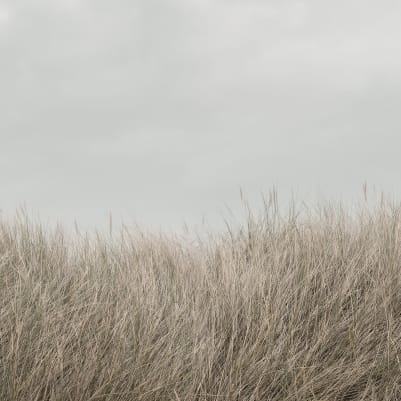 Scandinavian Reed, Beige pattern image