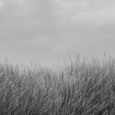 Scandinavian Reed, Black & White pattern image