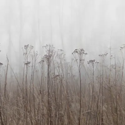 Autumn Haze, Beige pattern image