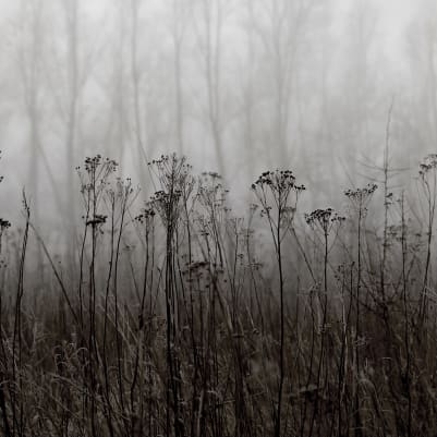 Autumn Haze, Black & White pattern image