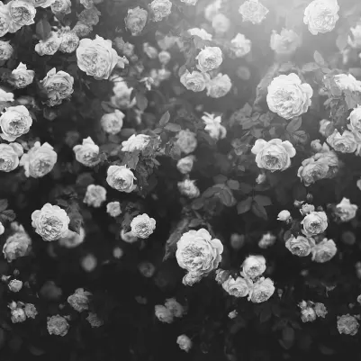 Regal Rose, Black & White pattern image