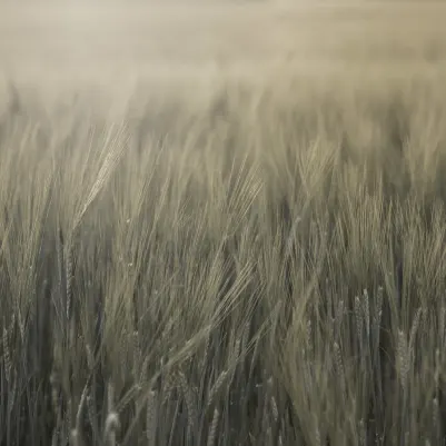 Rye Field, Green pattern image