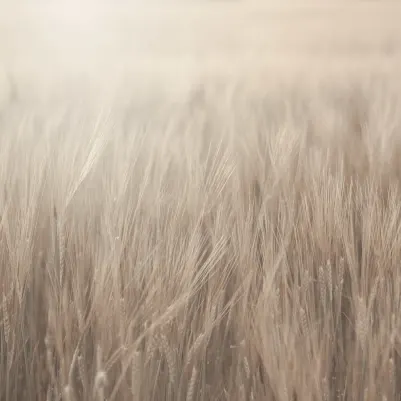 Rye Field, Beige pattern image