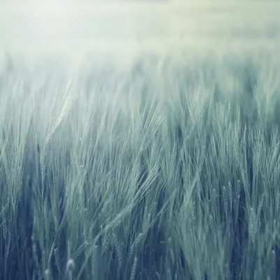 Rye Field, Turqouise pattern image