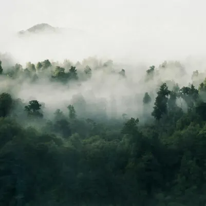 Misty Woodland, Green pattern image