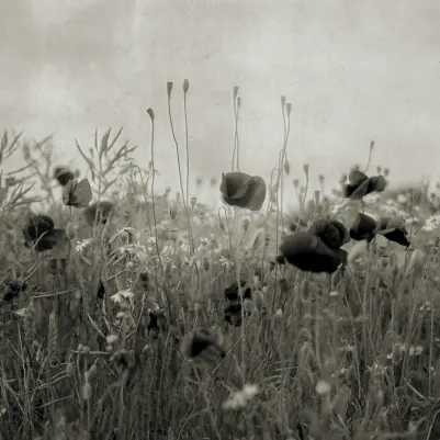 Poppy Field, Vintage pattern image