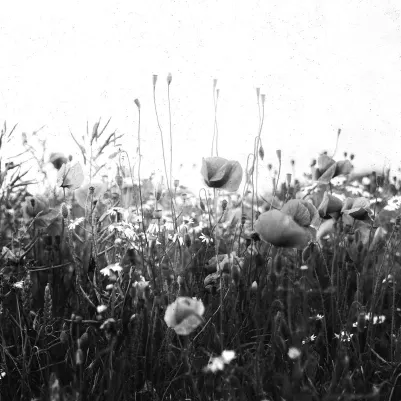 Poppy Field, Black & White pattern image