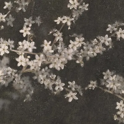 Apple Bloom, Dark pattern image