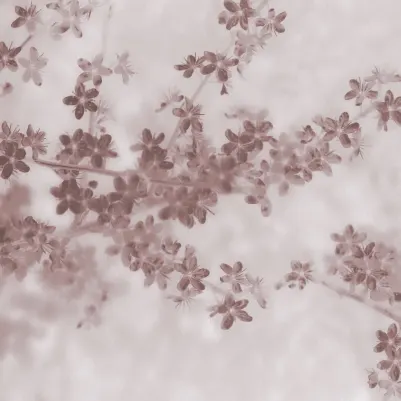 Apple Bloom, Pink pattern image
