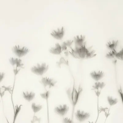 Astrantia, Black & White pattern image
