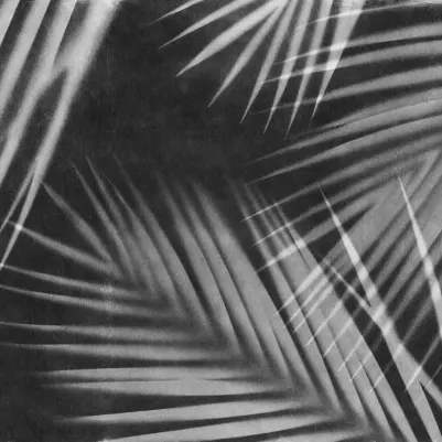 Palm Gaze, Black & White pattern image