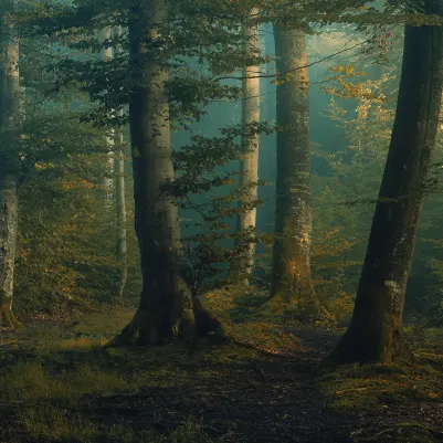 Beech Forest pattern image