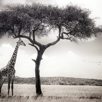 Peaceful Savannah pattern image