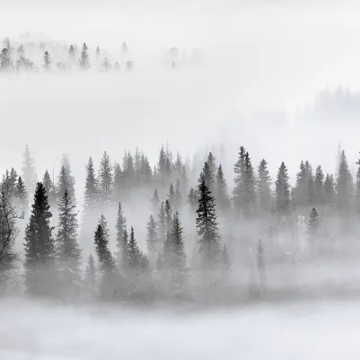 Calm Forest pattern image