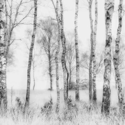 Birch Trees pattern image