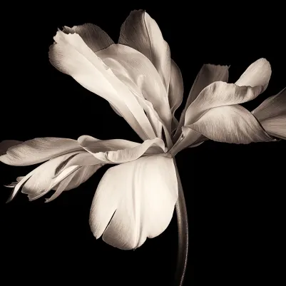 Dramatic Flower pattern image