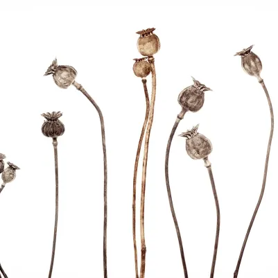 Poppy Capsules pattern image