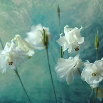 Aquilegia Flower pattern image