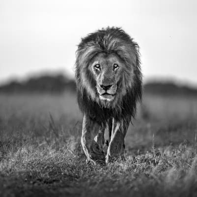 Lion King pattern image