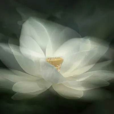 White Waterlily pattern image