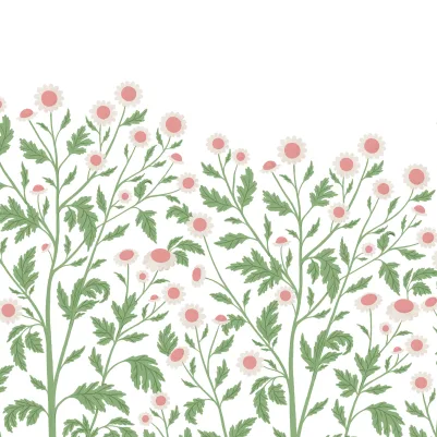 Chamomile, Spring pattern image