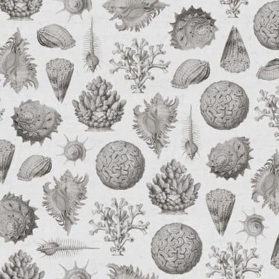 Seashells, Clay pattern image