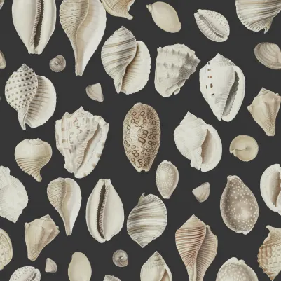 Ocean Shells, Graphite pattern image