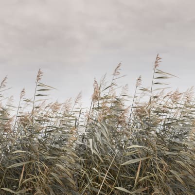 Dreamy Reed,	Beige pattern image