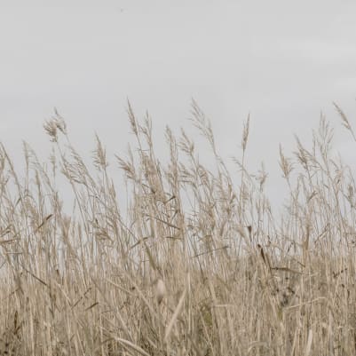 Reed Meadow, Beige pattern image