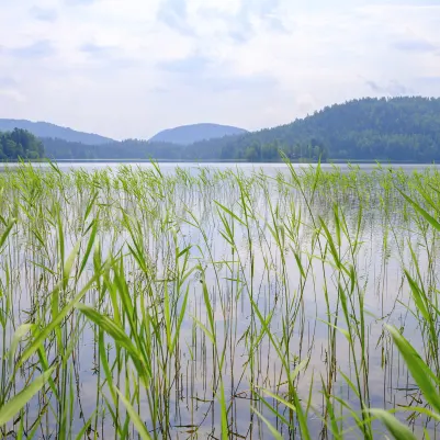 Paddy Field, Green pattern image