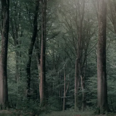Whispering Woods, Dark Green pattern image