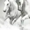 Horses